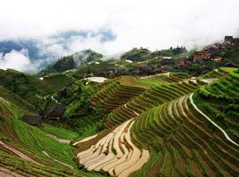 Rice terraces, Longji