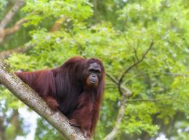 Wild Orang-Utan spotted in Danum Valley, Sabah