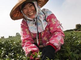 Tea picker, Taiwan