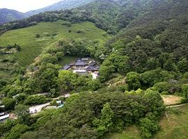Green tea fields, Boseong, South Korea