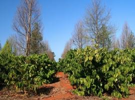 Bolaven Plateau, Laos