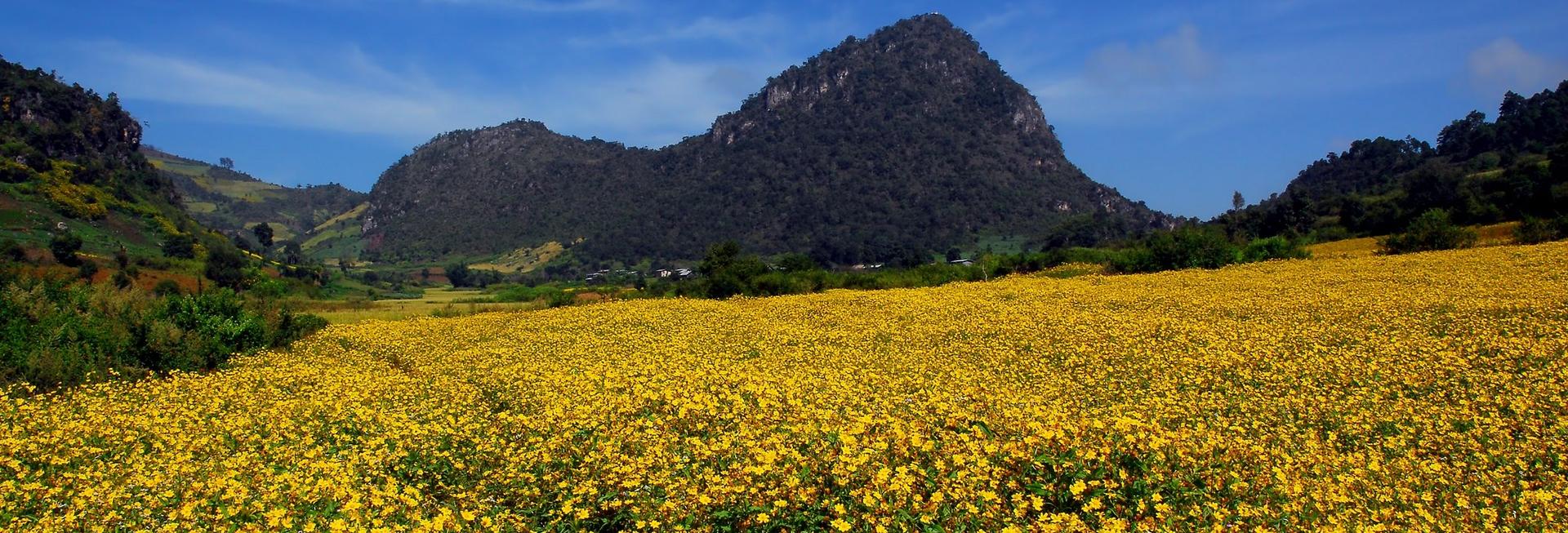 Sesame fields, Kalaw