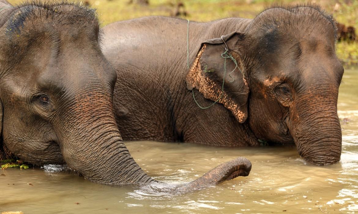 Elephants
