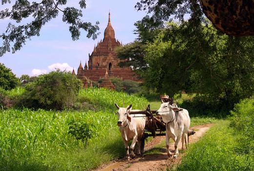 Ox and cart, Bagan