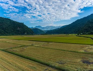 Rice fields of the East Rift Valley, Taitung