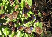 See clouds of purple butterflies