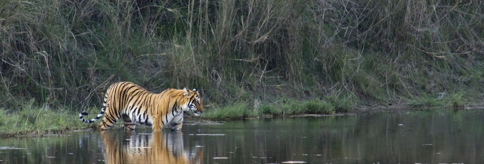Tiger, Nepal