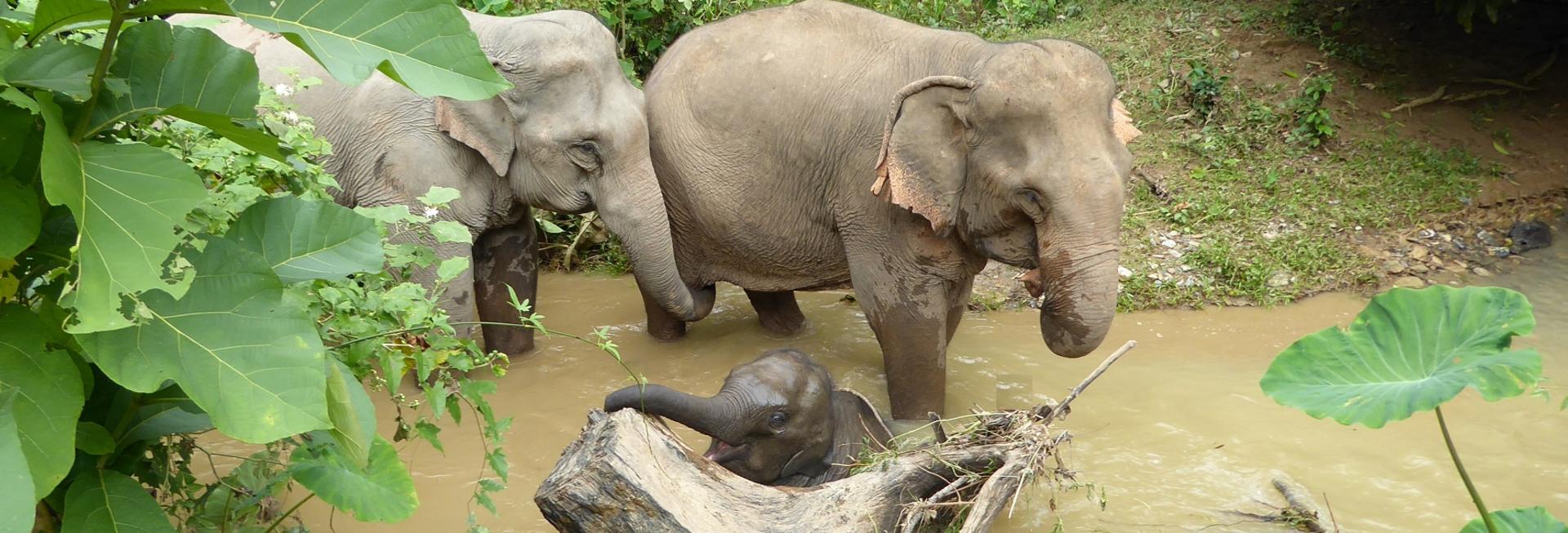 Mandalao Elephant Sanctuary, Luang Prabang