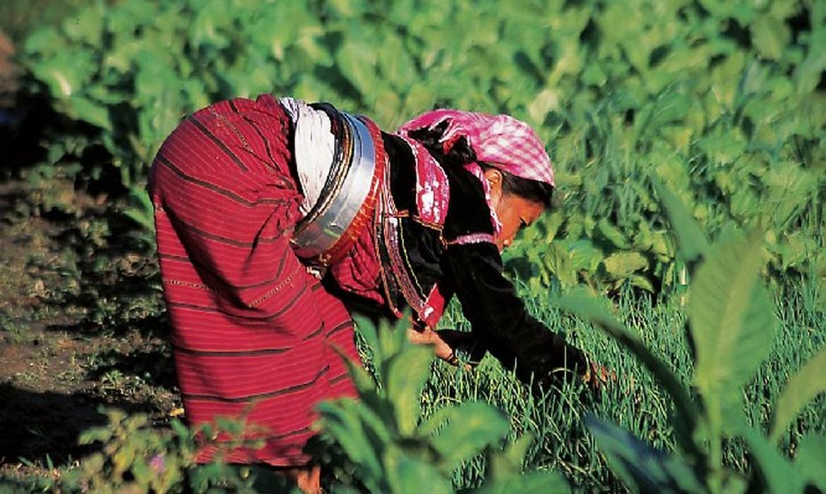 Picking vegetables, Muse