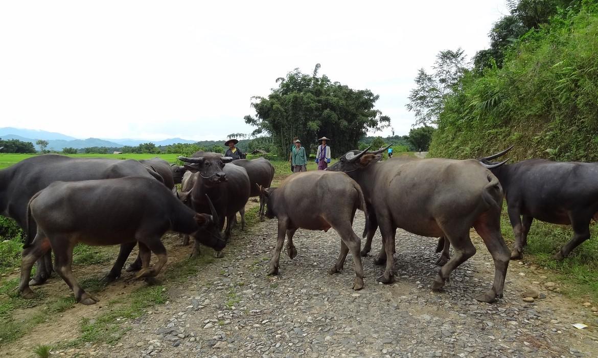 Buffalo, Putao