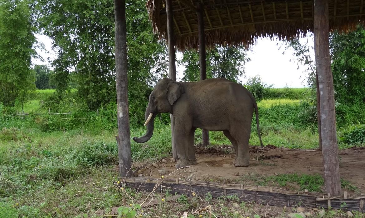 Elephant, Putao