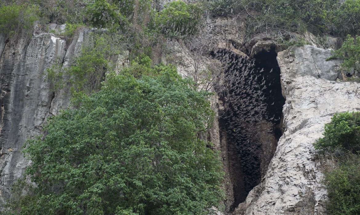 Bat Cave, Battambang