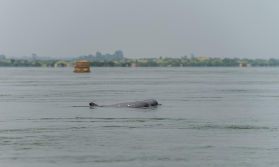 Dolphin, Kratie