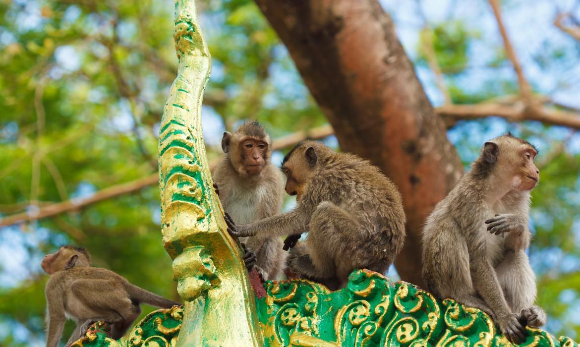 Monkeys, Battambang