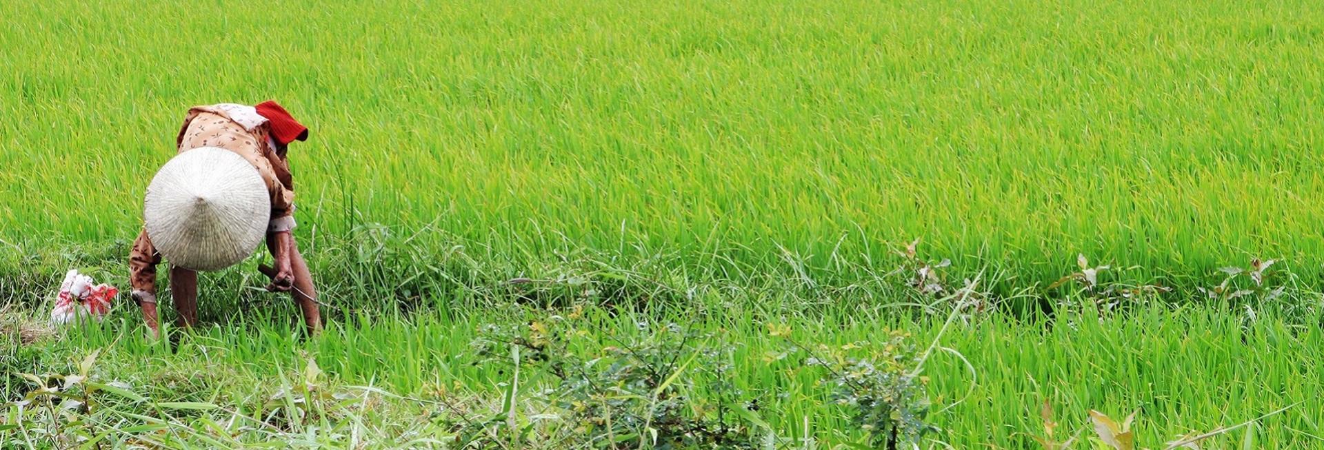Rice planting, Vietnam