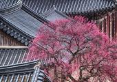Stay at a Buddhist Temple