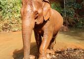 Elephant Valley Project