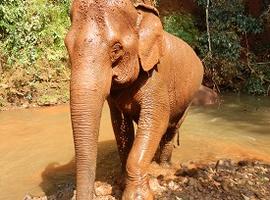 Elephant Valley Project, Cambodia