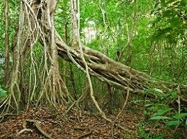 Jungle, Cat Tien