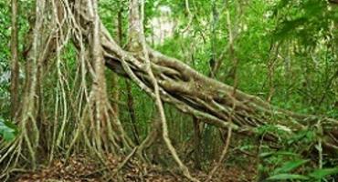 Jungle, Cat Tien