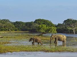 Elephants, Yala National Park