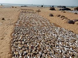 Drying Fish, Negombo