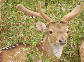 Sambar Deer, Wilpattu National Park, Sri Lanka