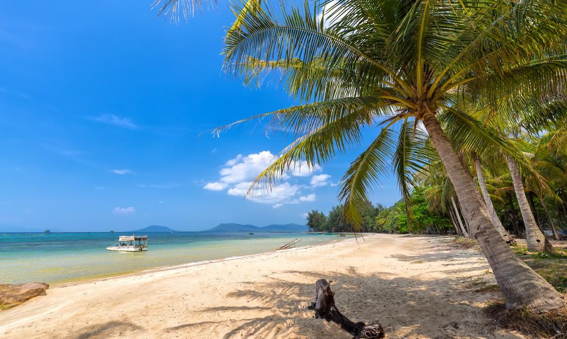 Coconut tree on the sea, Phu Quoc