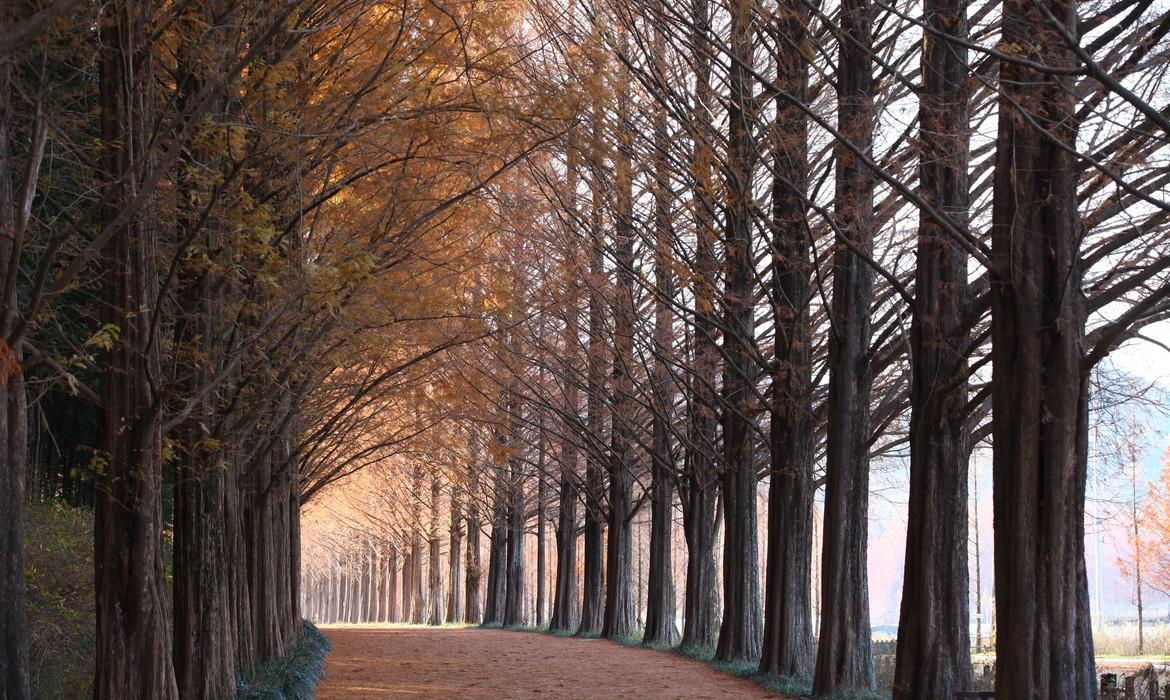Damyang Metasequoia Tree Road
