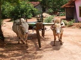 Ox-cart, Habarana, Sri Lanka