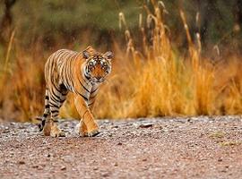 Tigers, Ranthambore