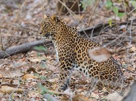 Leopard, Jawai