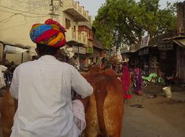 Shahpura Village life