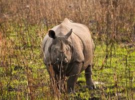 Rhino, Kaziranga National Park