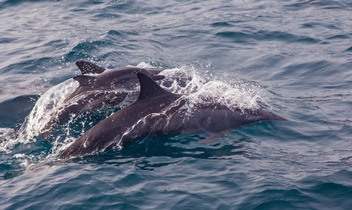 Dolphins, Mirissa