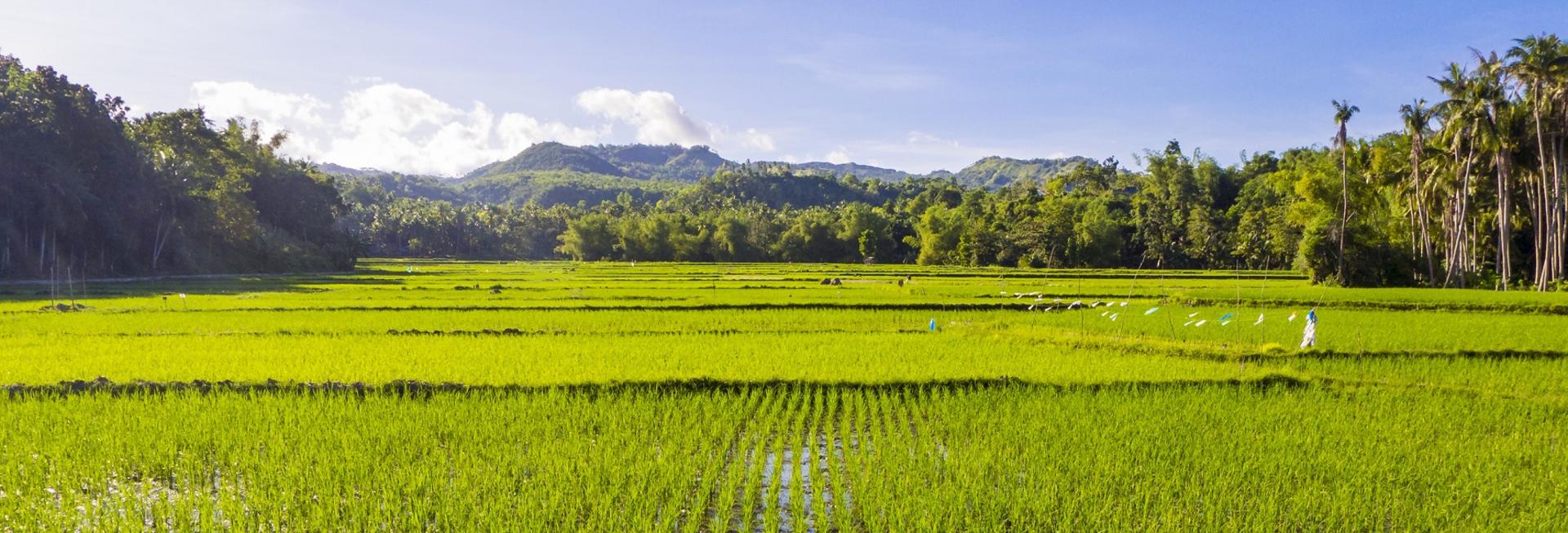 Paddy fields, Siquijor, the Philippines