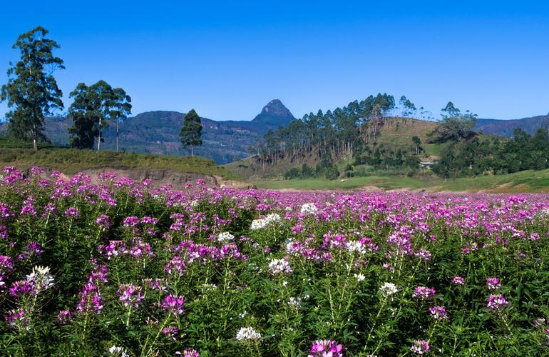 Adam's Peak