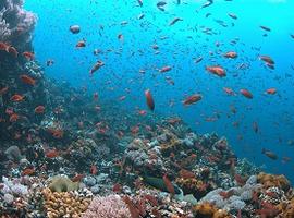 Diving, Puerto Galera, Oriental Mindoro, the Philippines