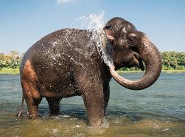 Elephant, Thekkady