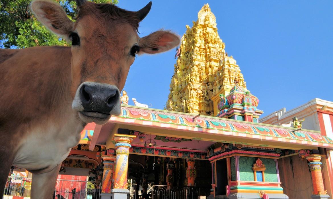 Nallur Kandaswamy Kovil, Jaffna