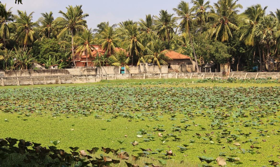 Lake, Jaffna