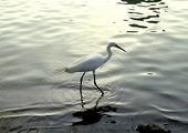 Bird-watching at Olango Wildlife Sanctuary