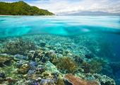 Day trip to Apo Island