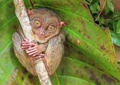 Meet the world's smallest primate!