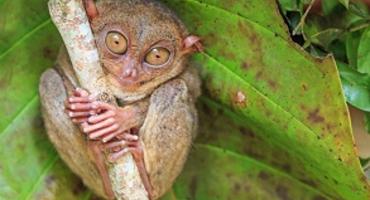Tarsier sanctuary, Bohol, the Philippines