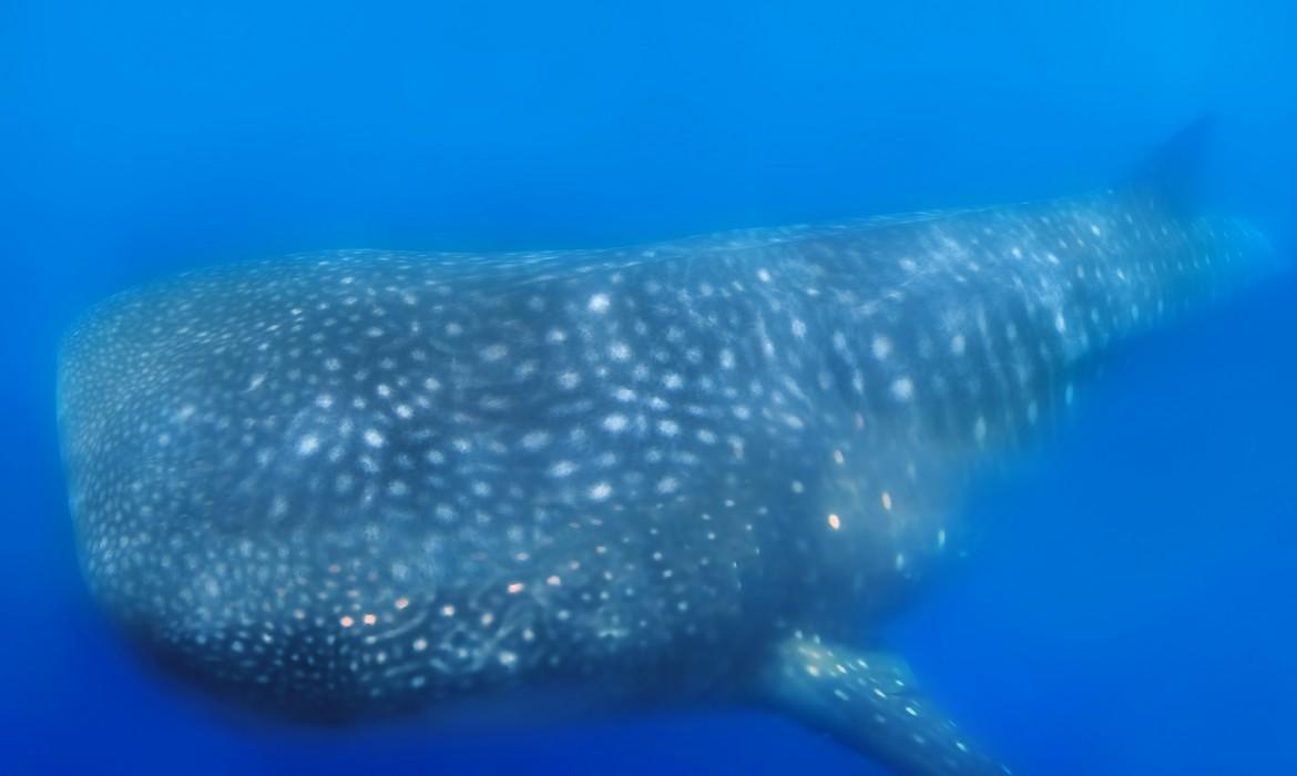 Whale shark, Legaspi
