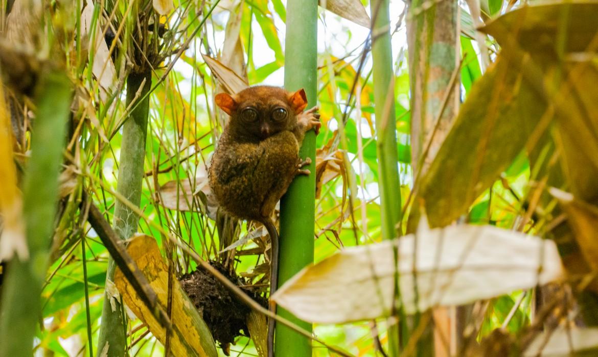 Tarsier, Bohol