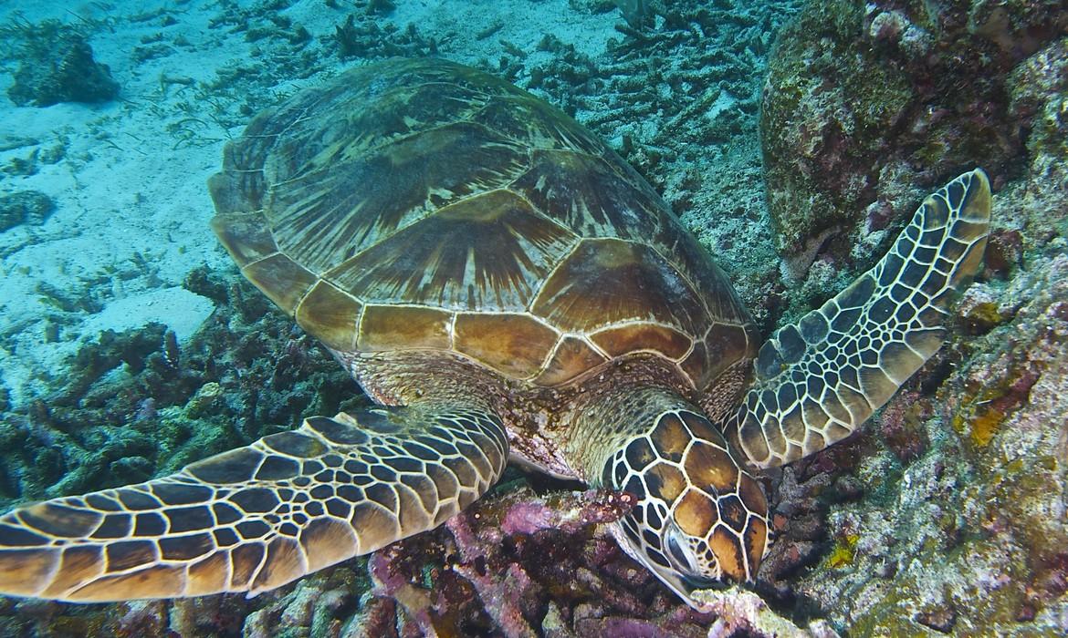 Giant turtle, Balicasag, Panglao Island