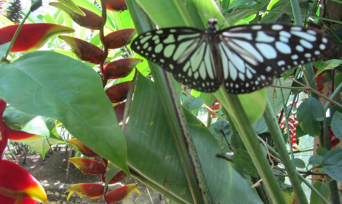 Butterfly, Siquijor Island
