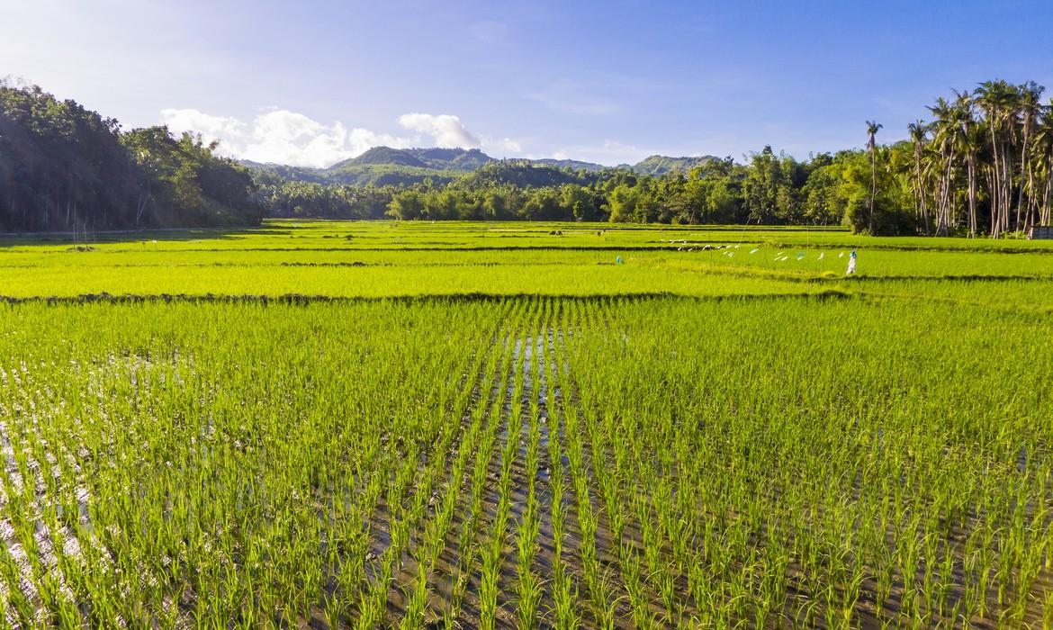 Rice paddies, Siquijor Island